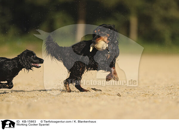 Working Cocker Spaniel / Working Cocker Spaniel / KB-15863