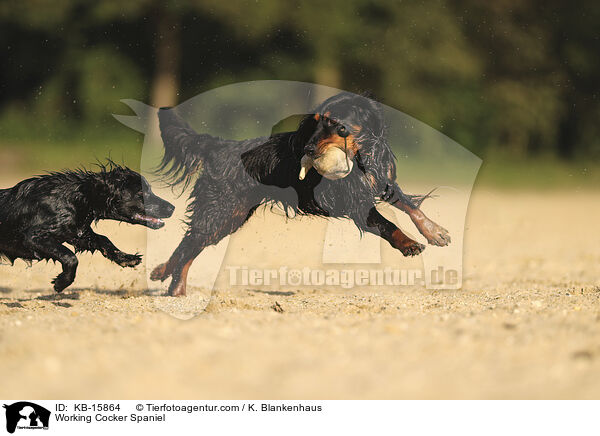 Working Cocker Spaniel / Working Cocker Spaniel / KB-15864