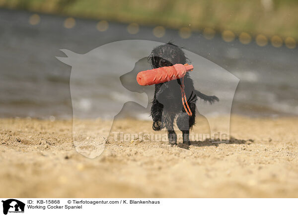 Working Cocker Spaniel / Working Cocker Spaniel / KB-15868