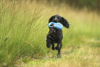 Working Cocker Spaniel