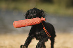 Working Cocker Spaniel