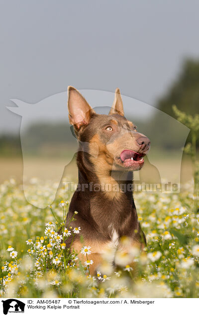 Working Kelpie Portrait / Working Kelpie Portrait / AM-05487