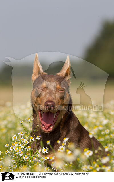 Working Kelpie Portrait / Working Kelpie Portrait / AM-05489