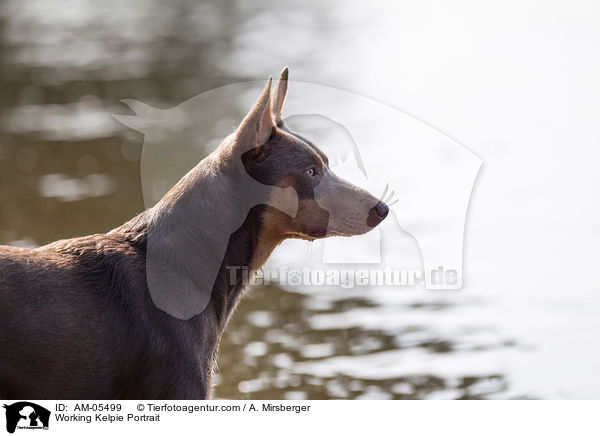 Working Kelpie Portrait / Working Kelpie Portrait / AM-05499