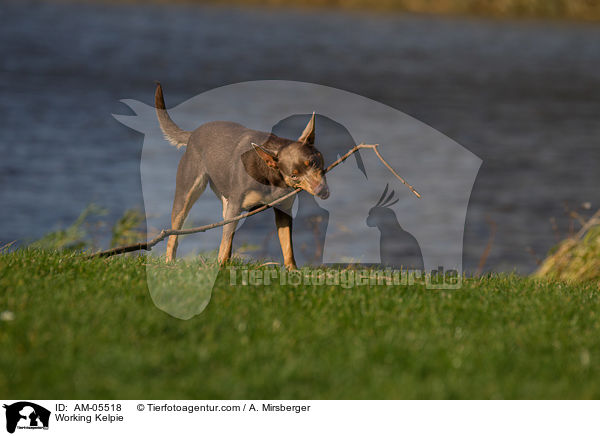 Working Kelpie / Working Kelpie / AM-05518