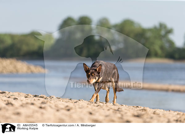 Working Kelpie / AM-05545