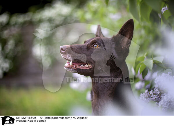 Working Kelpie portrait / MW-16500