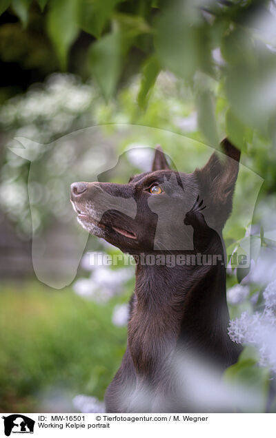 Working Kelpie portrait / MW-16501