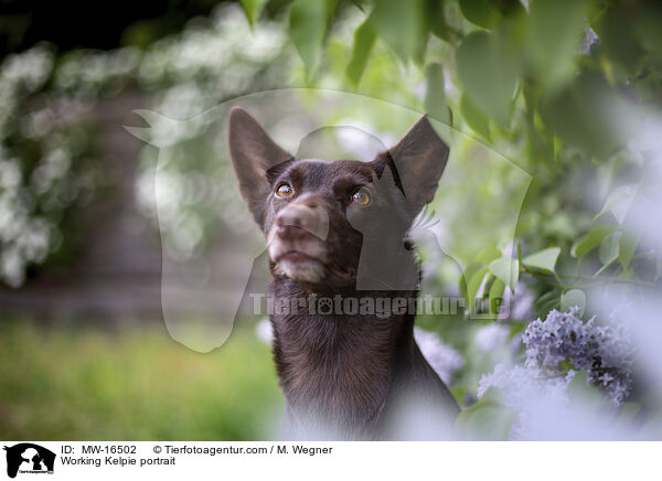 Working Kelpie portrait / MW-16502