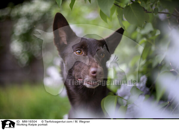 Working Kelpie Portrait / Working Kelpie portrait / MW-16504