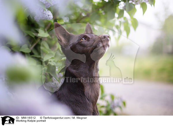 Working Kelpie portrait / MW-16512