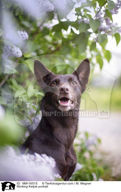 Working Kelpie portrait / MW-16515