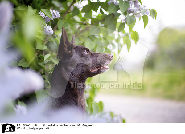 Working Kelpie portrait / MW-16516