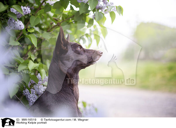 Working Kelpie portrait / MW-16519