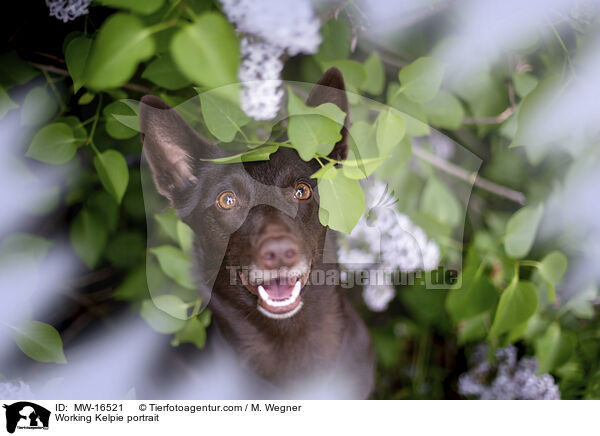 Working Kelpie portrait / MW-16521