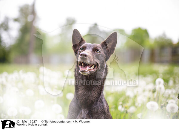 Working Kelpie Portrait / Working Kelpie portrait / MW-16527