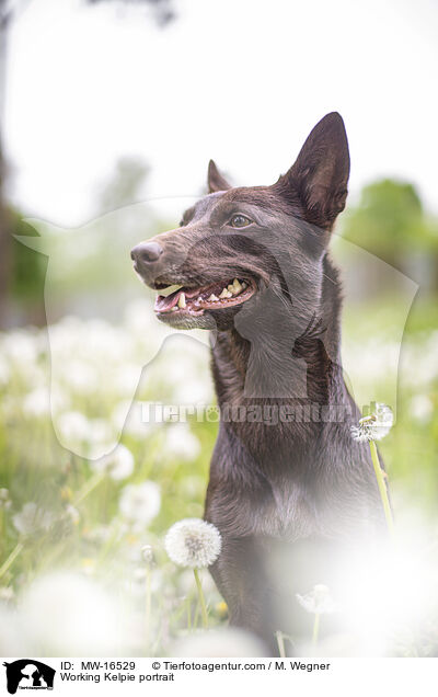 Working Kelpie Portrait / Working Kelpie portrait / MW-16529