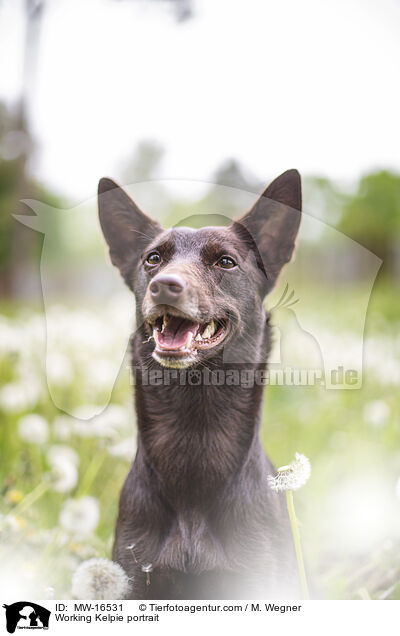 Working Kelpie Portrait / Working Kelpie portrait / MW-16531