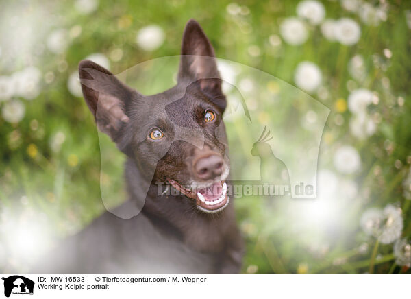 Working Kelpie portrait / MW-16533