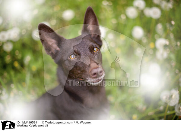 Working Kelpie portrait / MW-16534