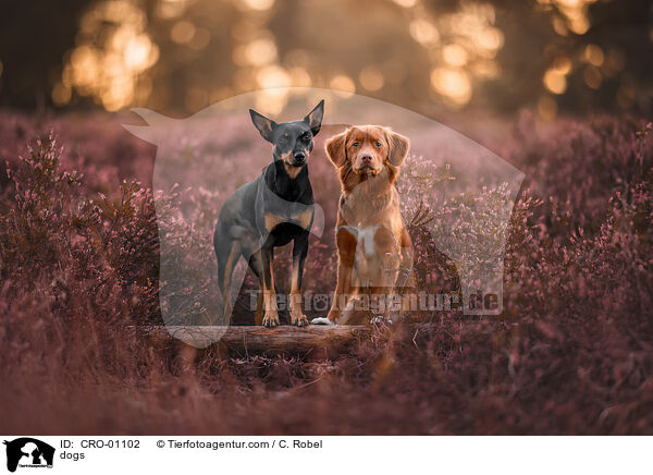 Hunde / dogs / CRO-01102