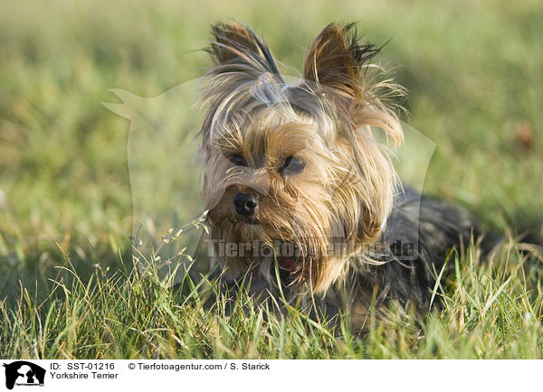 Yorkshire Terrier / Yorkshire Terrier / SST-01216