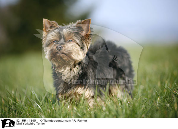 Mini Yorkshire Terrier / Mini Yorkshire Terrier / RR-11345