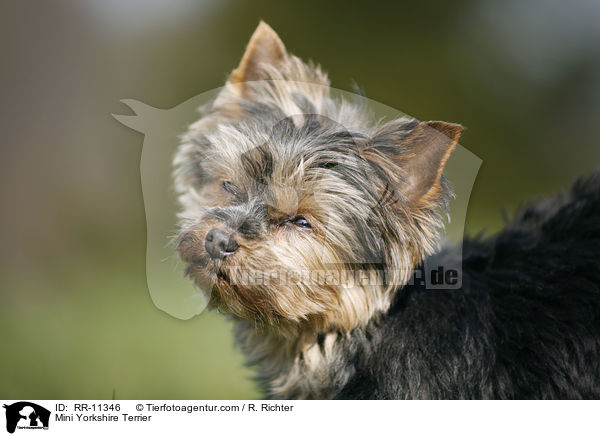 Mini Yorkshire Terrier / Mini Yorkshire Terrier / RR-11346