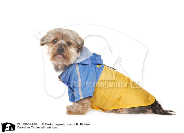Yorkshire Terrier mit Regenmantel / Yorkshire Terrier with raincoat / RR-34480