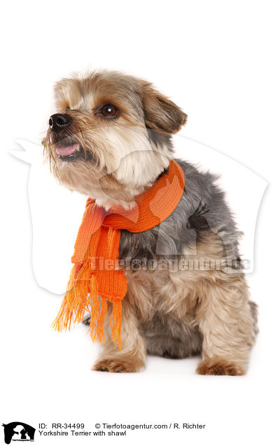 Yorkshire Terrier mit Schal / Yorkshire Terrier with shawl / RR-34499