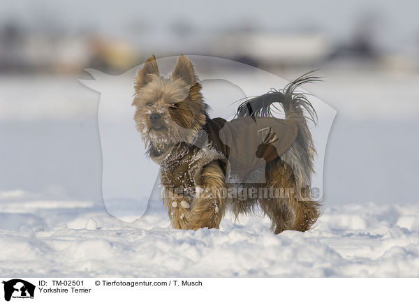 Yorkshire Terrier / Yorkshire Terrier / TM-02501