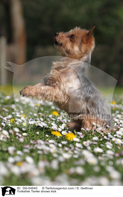 Yorkshire Terrier macht Mnnchen / Yorkshire Terrier shows trick / DG-04640