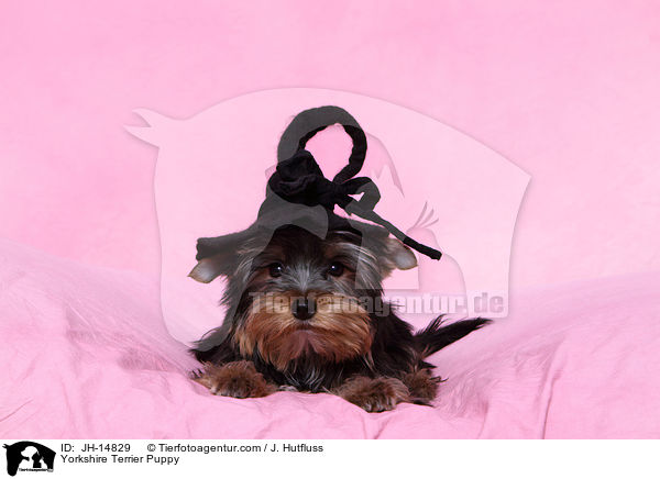 Yorkshire Terrier Puppy / JH-14829