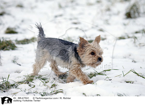 laufender Yorkshire Terrier / walking Yorkshire Terrier / RR-47591