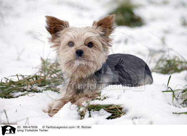 liegender Yorkshire Terrier / lying Yorkshire Terrier / RR-47606