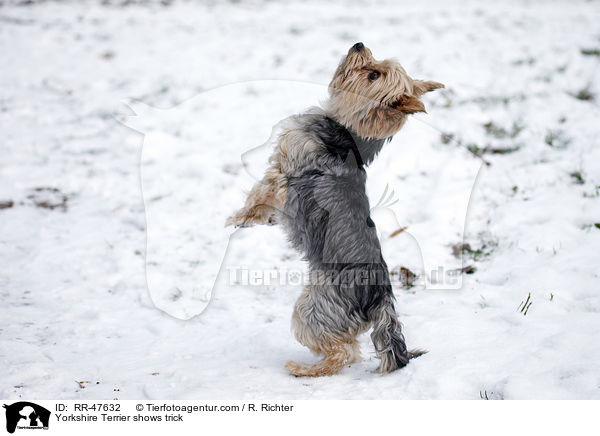 Yorkshire Terrier macht Mnnchen / Yorkshire Terrier shows trick / RR-47632
