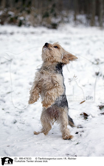 Yorkshire Terrier macht Mnnchen / Yorkshire Terrier shows trick / RR-47633
