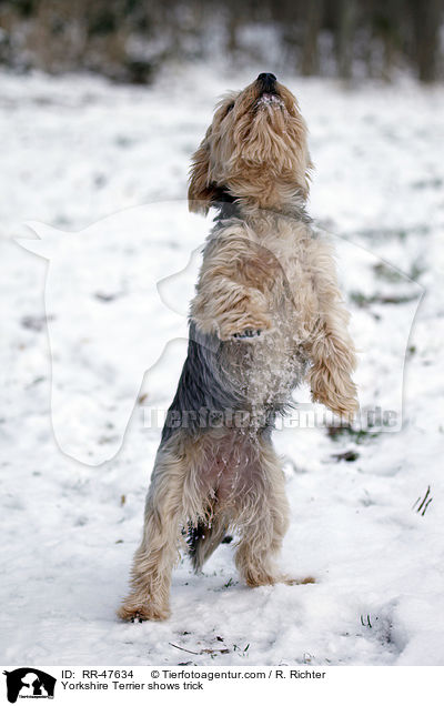 Yorkshire Terrier macht Mnnchen / Yorkshire Terrier shows trick / RR-47634
