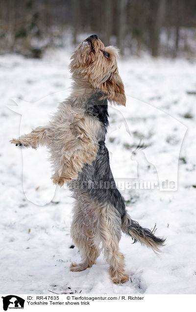 Yorkshire Terrier macht Mnnchen / Yorkshire Terrier shows trick / RR-47635