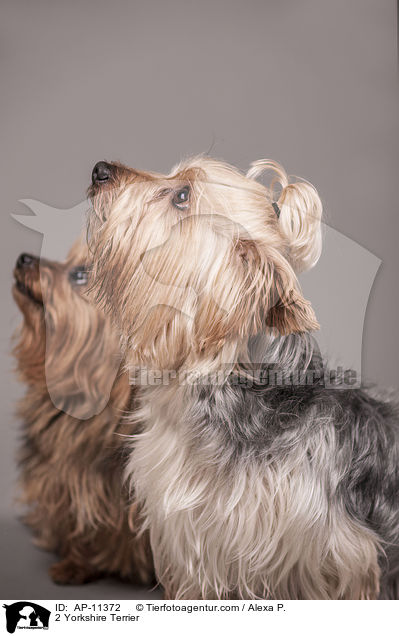 2 Yorkshire Terrier / 2 Yorkshire Terrier / AP-11372