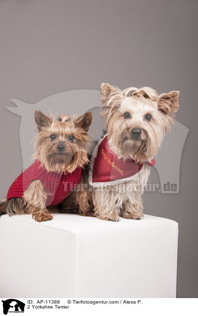 2 Yorkshire Terrier / 2 Yorkshire Terrier / AP-11388