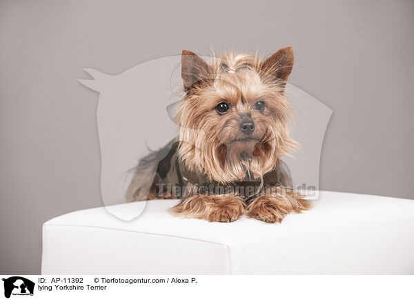 liegender Yorkshire Terrier / lying Yorkshire Terrier / AP-11392