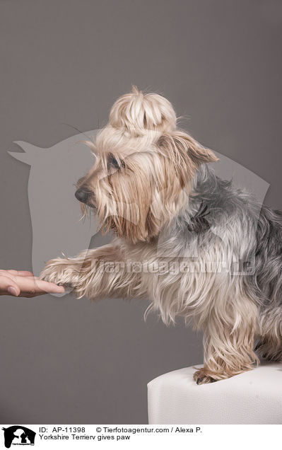 Yorkshire Terrier gibt Pftchen / Yorkshire Terrierv gives paw / AP-11398