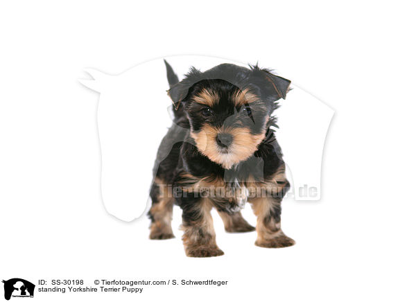 Yorkshire Terrier Welpe / Yorkshire Terrier Puppy / SS-30198