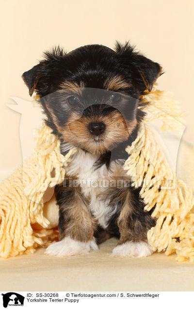 Yorkshire Terrier Welpe / Yorkshire Terrier Puppy / SS-30268