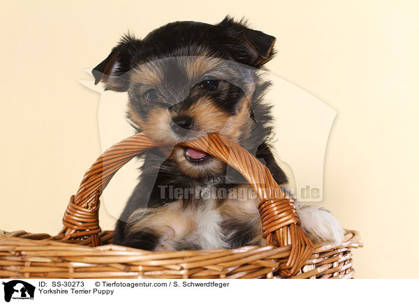 Yorkshire Terrier Welpe / Yorkshire Terrier Puppy / SS-30273