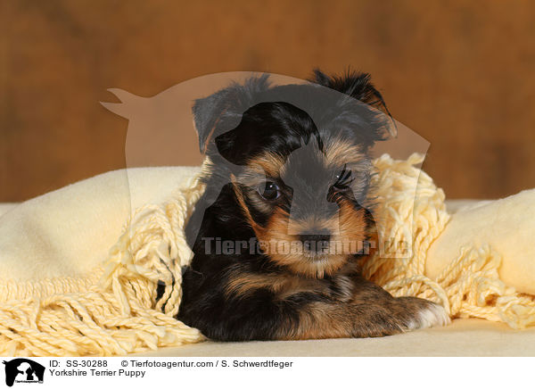 Yorkshire Terrier Welpe / Yorkshire Terrier Puppy / SS-30288