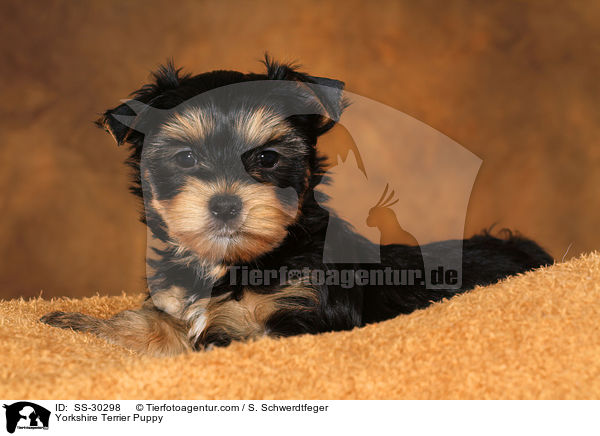 Yorkshire Terrier Puppy / SS-30298