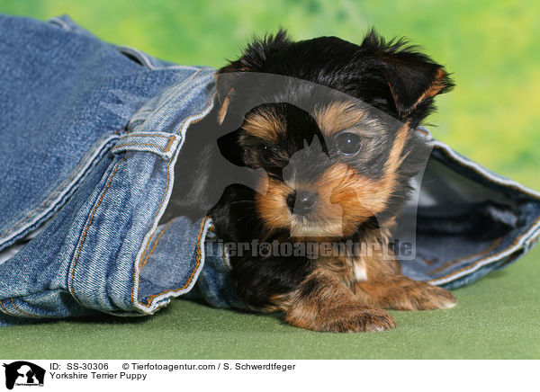 Yorkshire Terrier Welpe / Yorkshire Terrier Puppy / SS-30306