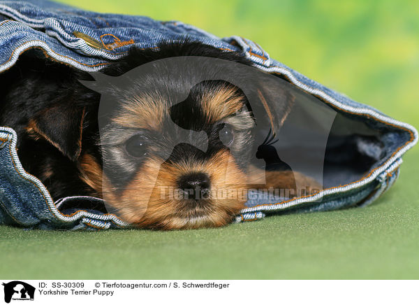 Yorkshire Terrier Welpe / Yorkshire Terrier Puppy / SS-30309